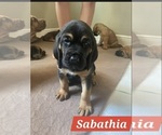 Puppy 5 Bloodhound
