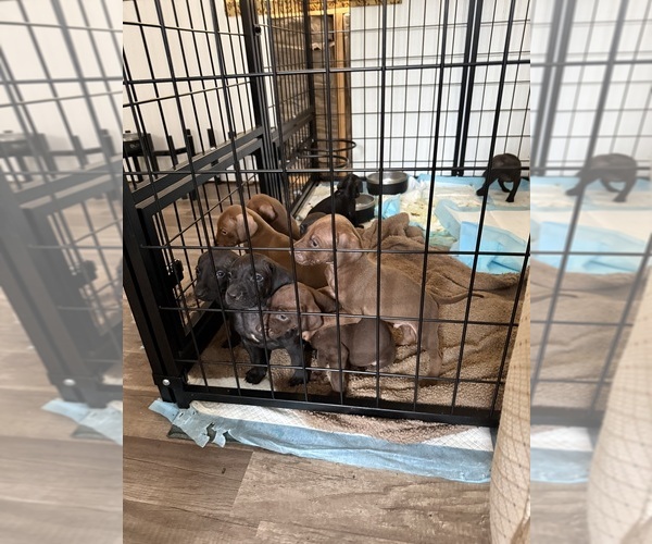 Medium Photo #3 Rhodesian Ridgeback-Weimaraner Mix Puppy For Sale in ASHLAND, PA, USA