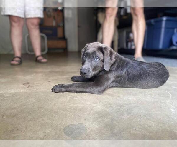 Medium Photo #9 Labrador Retriever Puppy For Sale in ALEXANDRIA, VA, USA