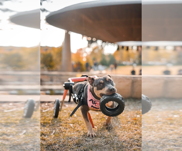Medium Photo #2 American Pit Bull Terrier Puppy For Sale in Raleigh, NC, USA