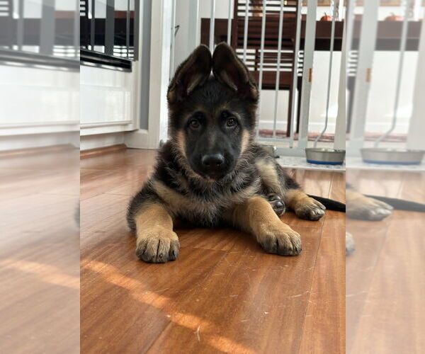 Medium Photo #1 German Shepherd Dog Puppy For Sale in West Sacramento, CA, USA