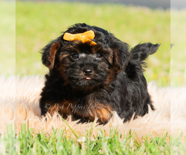 Medium Photo #3 Maltipoo (Toy) Puppy For Sale in WARSAW, IN, USA