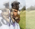 Puppy Reese French Bulldog
