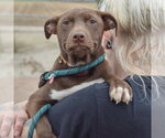Small Photo #8 American Pit Bull Terrier-Unknown Mix Puppy For Sale in Huntley, IL, USA