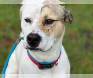 Levi - Male American Foxhound-Boxer Mix Dog for Adoption - Photo #4