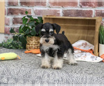 Small #2 Schnauzer (Miniature)