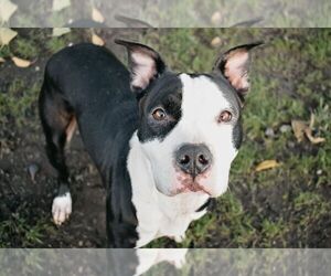 American Pit Bull Terrier Dogs for adoption in Longview, WA, USA