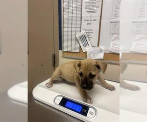 American Pit Bull Terrier Dogs for adoption in Conroe, TX, USA