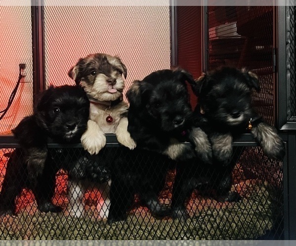 Medium Photo #1 Schnauzer (Miniature) Puppy For Sale in HESPERIA, CA, USA