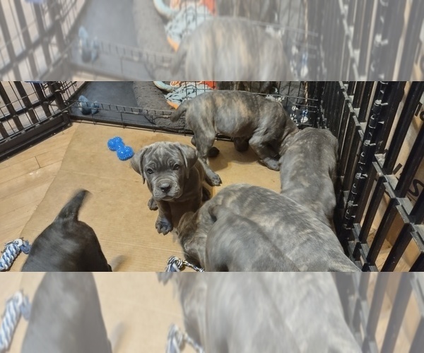 Medium Photo #20 Cane Corso Puppy For Sale in JACKSON, GA, USA