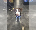 Small #6 American Pit Bull Terrier Mix