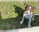 Small Photo #8 Shepradors Puppy For Sale in DETROIT, MI, USA