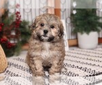Small Photo #1 Shih-Poo Puppy For Sale in NAPLES, FL, USA