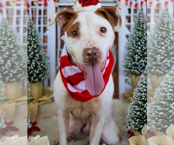 Medium Photo #5 American Pit Bull Terrier-Unknown Mix Puppy For Sale in Westwood, NJ, USA