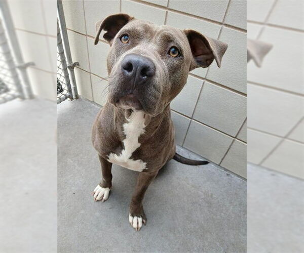 Medium Photo #2 American Pit Bull Terrier-Unknown Mix Puppy For Sale in Corpus Christi, TX, USA