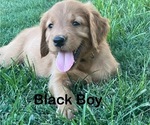 Puppy Black Collar Golden Retriever