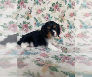 Cavalier King Charles Spaniel Puppy for sale in NEW PORT RICHEY, FL, USA