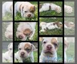 Small Photo #4 Olde English Bulldogge Puppy For Sale in WHEELER, MI, USA