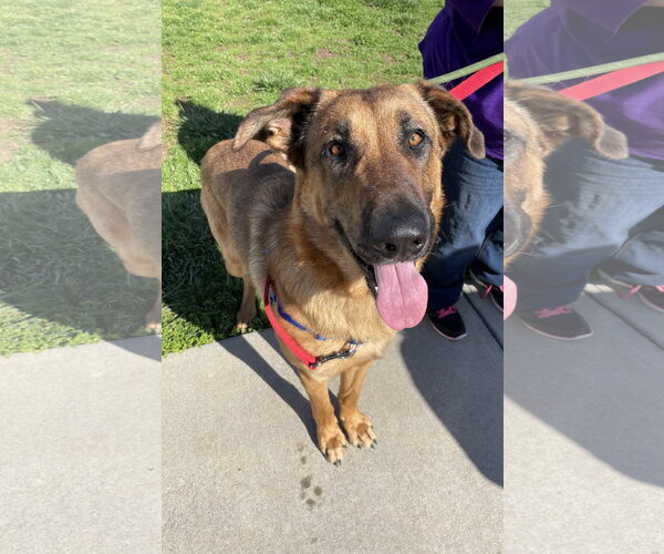 Medium Photo #1 German Shepherd Dog-Unknown Mix Puppy For Sale in Centreville, VA, USA