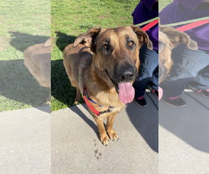 German Shepherd Dog-Unknown Mix Dogs for adoption in Centreville, VA, USA