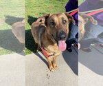 Small German Shepherd Dog Mix