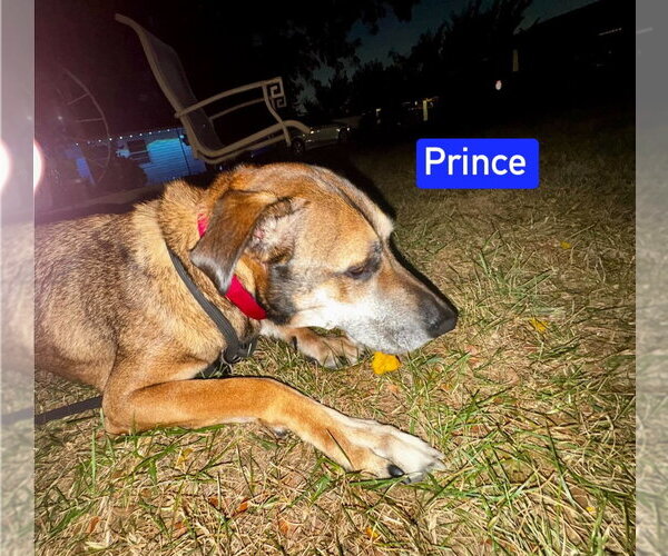 Medium Photo #6 German Shepherd Dog-Unknown Mix Puppy For Sale in Foristell, MO, USA