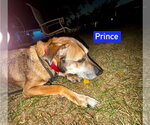 Small Photo #6 German Shepherd Dog-Unknown Mix Puppy For Sale in Foristell, MO, USA