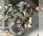 Small Photo #3 French Bulldog Puppy For Sale in MENLO PARK, CA, USA