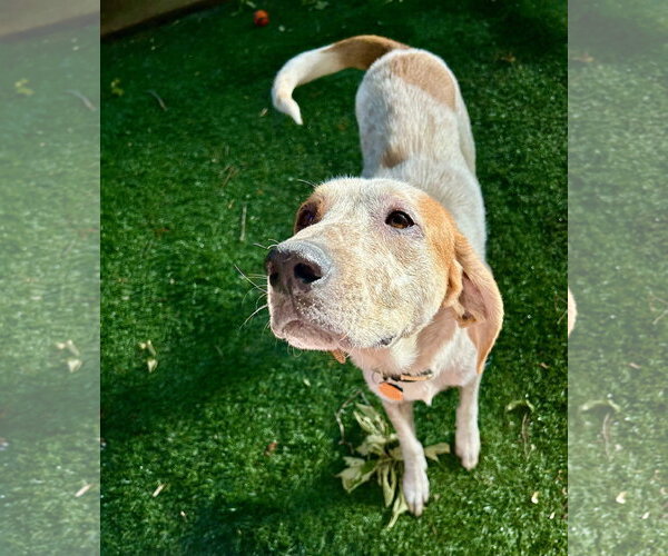 Medium Photo #2 Pointer-Unknown Mix Puppy For Sale in Ball Ground, GA, USA