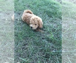 Small Photo #13 Labradoodle-Poodle (Miniature) Mix Puppy For Sale in BOWLING GREEN, KY, USA