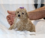 Small #1 Poodle (Toy)