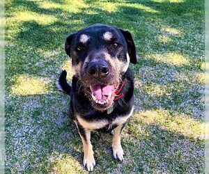 Willow - Female Rottweiler-Unknown Mix Dog for Adoption - Photo #2