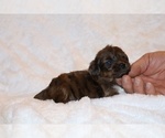 Small #14 Poodle (Toy)-YorkiePoo Mix