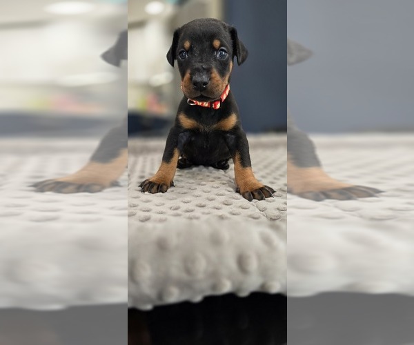 Medium Photo #37 Doberman Pinscher Puppy For Sale in WHEELING, IL, USA