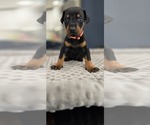 Puppy Red collar Doberman Pinscher