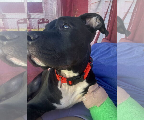 Medium Photo #3 American Pit Bull Terrier-Unknown Mix Puppy For Sale in Lockport, NY, USA