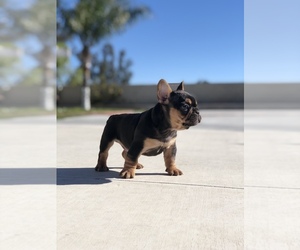 French Bulldog Puppy for Sale in BLOOMINGTON, California USA