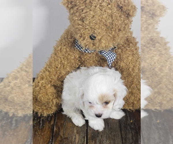 Medium Photo #7 Cavapoo Puppy For Sale in FAIR GROVE, MO, USA