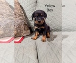 Small Rottweiler