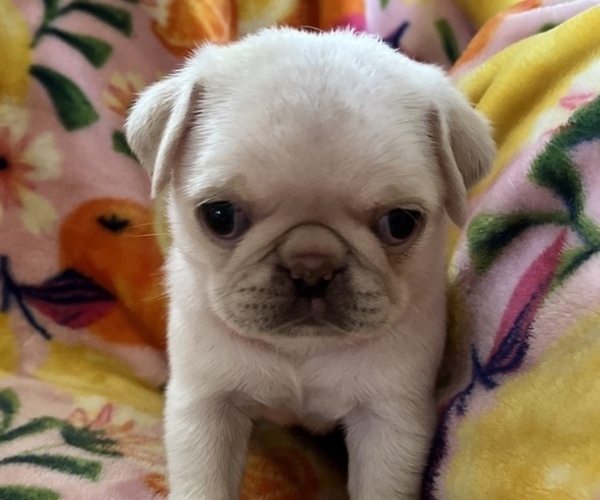 Medium Photo #1 Pug Puppy For Sale in CLINTON, MI, USA