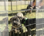 Small Photo #27 American Bully Puppy For Sale in LOVELAND, CO, USA