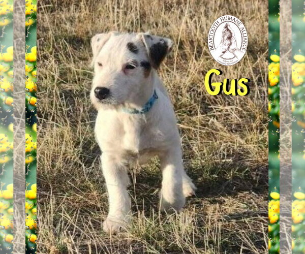 Medium Photo #1 Jack Russell Terrier-Unknown Mix Puppy For Sale in Red Lodge, MT, USA