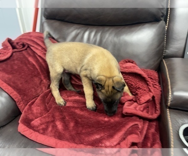 Medium Photo #31 Belgian Malinois Puppy For Sale in REESEVILLE, WI, USA