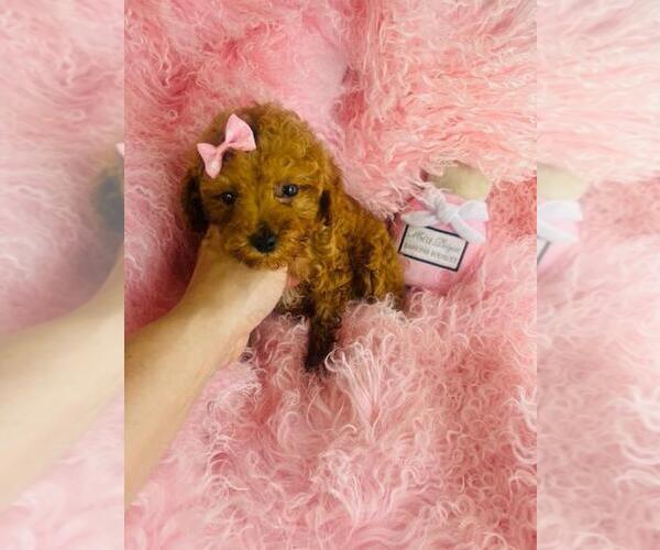 Medium Photo #16 Poodle (Toy) Puppy For Sale in PEMBROKE PINES, FL, USA