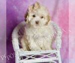 Small Photo #40 Maltipoo (Miniature) Puppy For Sale in WARSAW, IN, USA