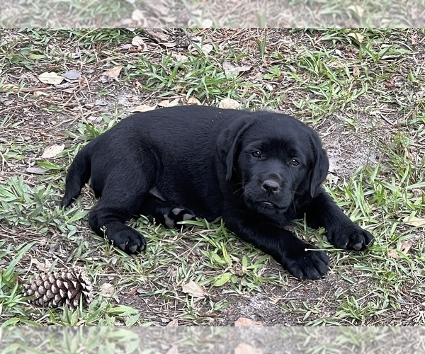 Medium Photo #12 Labrador Retriever Puppy For Sale in LELAND, NC, USA
