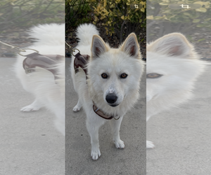 Gerberian Shepsky Dogs for adoption in San Diego, CA, USA