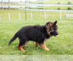Small Photo #3 German Shepherd Dog Puppy For Sale in SALEM, IN, USA