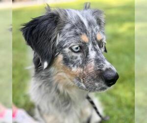 Medium Australian Shepherd Mix