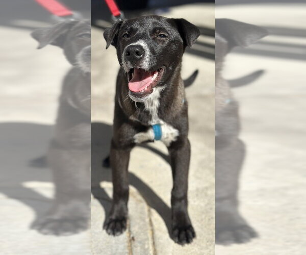 Medium Photo #4 Borador Puppy For Sale in Dana Point, CA, USA